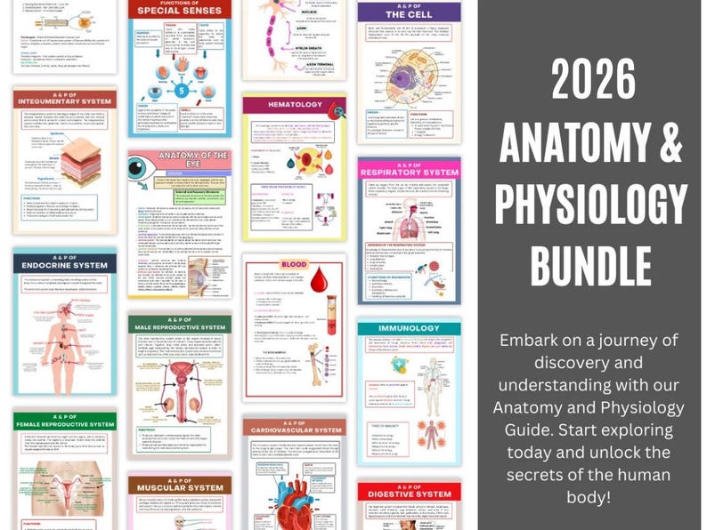 May include: A collection of educational anatomy and physiology posters. The posters cover various human body systems, including the integumentary, endocrine, and muscular systems. The title "2026 Anatomy & Physiology Bundle" is displayed in large white text on a gray background.
