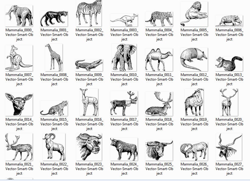 Black and White Animal Clipart,zoo Png Bundle for Nursery Printable ...