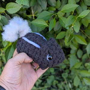 Mini skunk