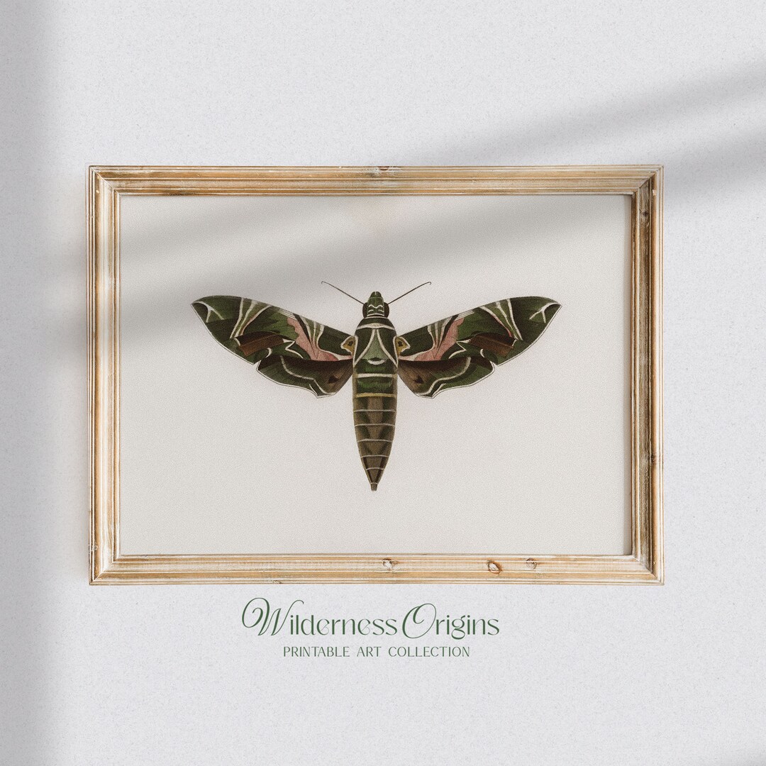 Vintage Hawk Moth Print, Dark Academia Wall Art (digital Download) - Etsy