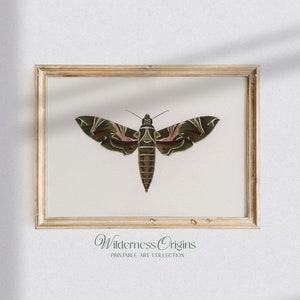 Hawk Moth / moody wall art, dark cottagecore, insect print, vintage prints, dark aesthetic, dark academia, insect study