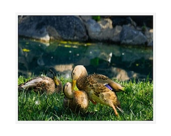 Mallard Duck | Bird Photography | Waterfowl Poster | Wall Decor | Wild Life Print