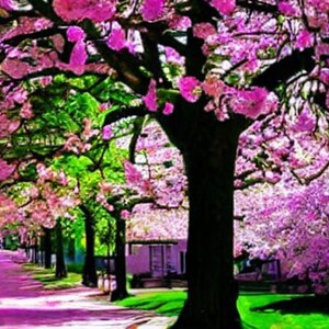 Spring trees in full bloom, A4 format, spring blossom trees, digital download