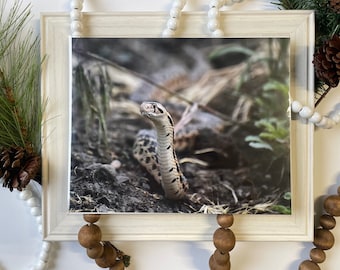 Snake Photography Print- Reptiles- Animal Photography- Wildlife Photo- Reptile Photograph - Serpent Wall Art- Blow Snake Wall Decor
