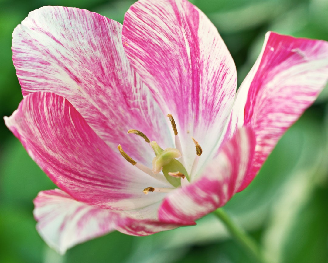 Tulip Digital Download Tulip Art Wall Art Pink Flower Art - Etsy