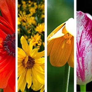 May include: A collage of four close-up images of different flowers. The first image shows a red poppy with a black center. The second image shows a yellow daisy with a brown center. The third image shows a yellow flower with a brown center and a green stem. The fourth image shows a pink and white tulip with a green stem.