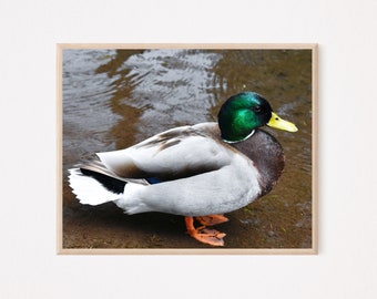 Mallard Duck Photography Print- Waterfowl- Animal Photography- Wildlife Photography- Farmhouse Decor- Wall Art