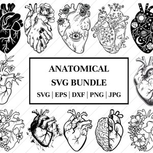 Anatomisches Herz SVG, Anatomisch geschnitten Datei, Anatomisch geschnitten Datei, Anatomisch geschnitten, Anatomisch geschnitten, Anatomisch geschnitten