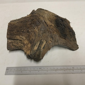 Può includere: Un pezzo di legno galleggiante marrone stagionato con una superficie nodosa e ruvida e venature profonde. Un righello di metallo è posizionato sotto il legno, mostrando una lunghezza di circa 28 cm e una larghezza di circa 15 cm nel punto più largo.