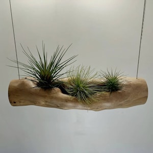 Hanging sycamore. Air plant display.