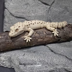 Gecko léopard articulé imprimé en 3D | Jouet gecko flexible | Cadeau pour amoureux des reptiles | Animal de compagnie mignon de bureau | Jouet agité | Cadeau herpétologie | Décoration gecko
