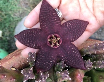 stapelia Mutabilis