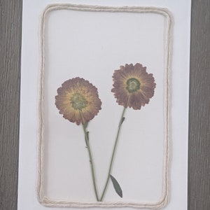 Gepresste Blumen Grußkarte | Blumen Briefpapier | Blanko Grußkarten | Botanische Grußkarten | Echte Blume | Handgemachte Karten