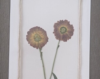 Pressed Flower Cards - Set of 6 Printed Notecards - Blank Cards #132 ...