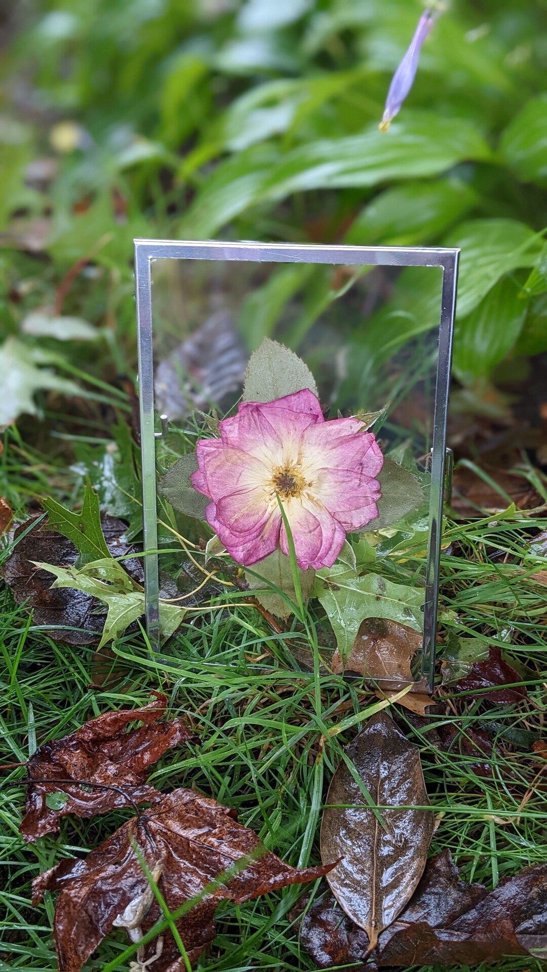 Silver Framed Pressed Rose Herbarium 4x6, Valentine's Day Gift, Anniversary Gift, Gift Ideas Etsy