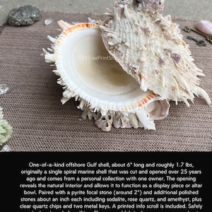 May include: A large, off-white Gulf shell with a textured surface and a natural interior. The shell is approximately 6 inches long and is paired with a pyrite focal stone and other polished stones. The shell can be used as a display piece or altar bowl.