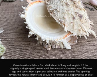Sea witch shell - beautiful natural decor for your witchy friends
