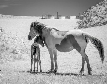 May include: A black and white photograph of a horse and foal standing in a grassy field. The horse is a pinto with a white face and a brown body. The foal is a brown and white pinto.