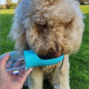 Pu&ograve; includere: Un cane bianco con il pelo riccio beve acqua da una borraccia portatile blu e trasparente. La didascalia recita "Staying hydrated thanks to my @greenwavesco water bottle 😊".