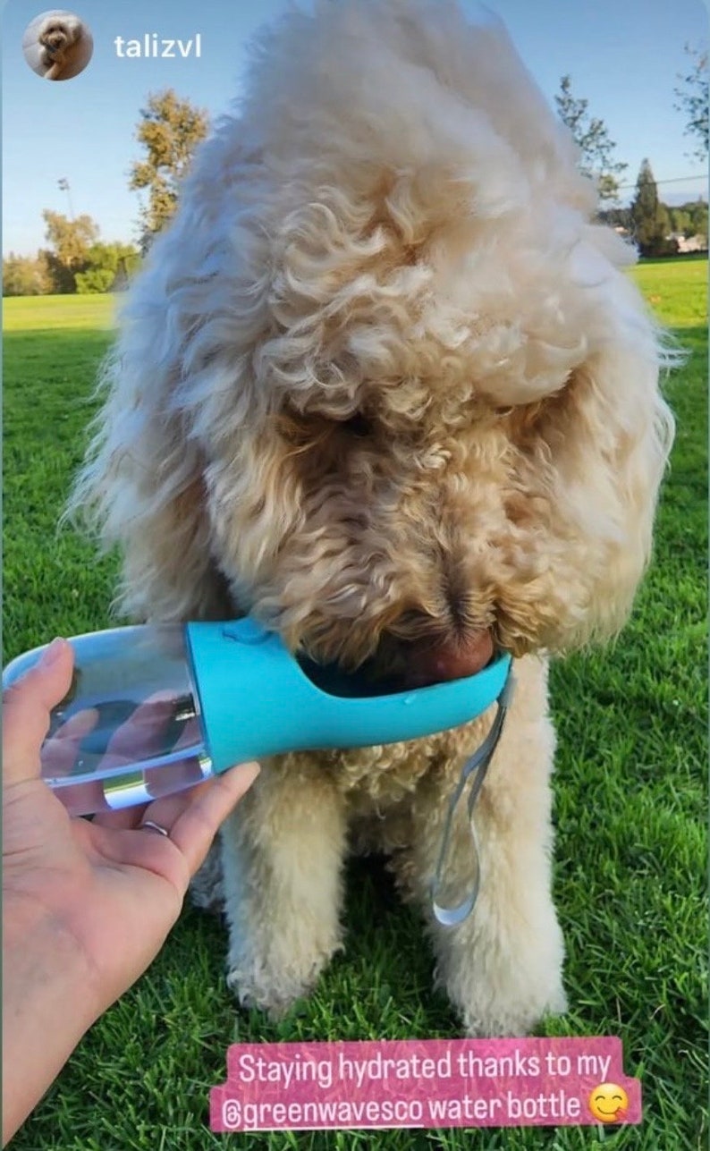 Pu&ograve; includere: Un cane bianco con il pelo riccio beve acqua da una borraccia portatile blu e trasparente. La didascalia recita "Staying hydrated thanks to my @greenwavesco water bottle 😊".