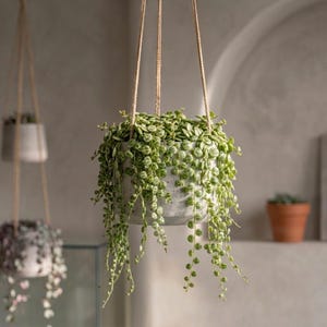 May include: A trailing String of Turtles plant with small, round, variegated green leaves cascading from a speckled gray cylindrical hanging planter suspended by three thin, light-colored ropes against a neutral wall.