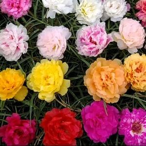 Colors Mix Grandiflora PLANTS CUTS RANDOM Jumbo Portulaca Table Moss Rose