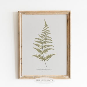 Antique Botanical Painting, Vintage Fern Print, Country Farmhouse decor | 00054