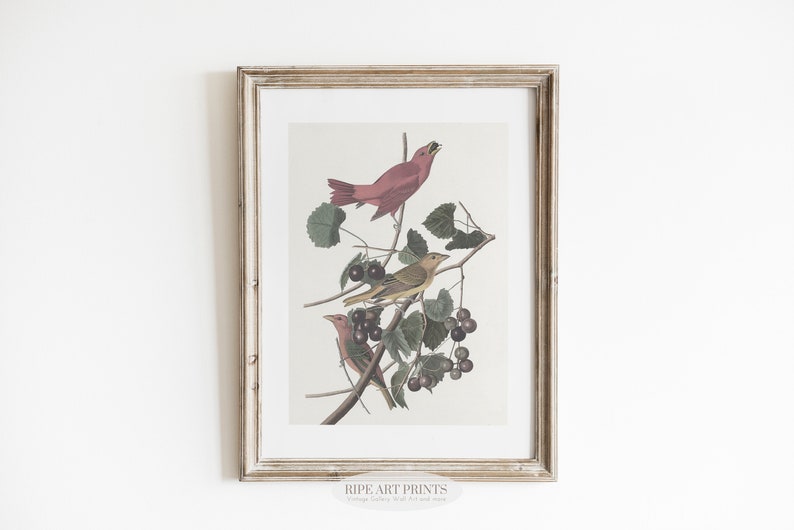 Vintage Bird Gallery Art Set of 6 Antique Watercolor Prints - Etsy ...
