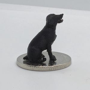 Tiny labrador miniature seated on a 20p coin. Black. White background