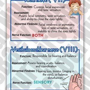 Cranial Nerves Study Guide for Nursing Students - Etsy