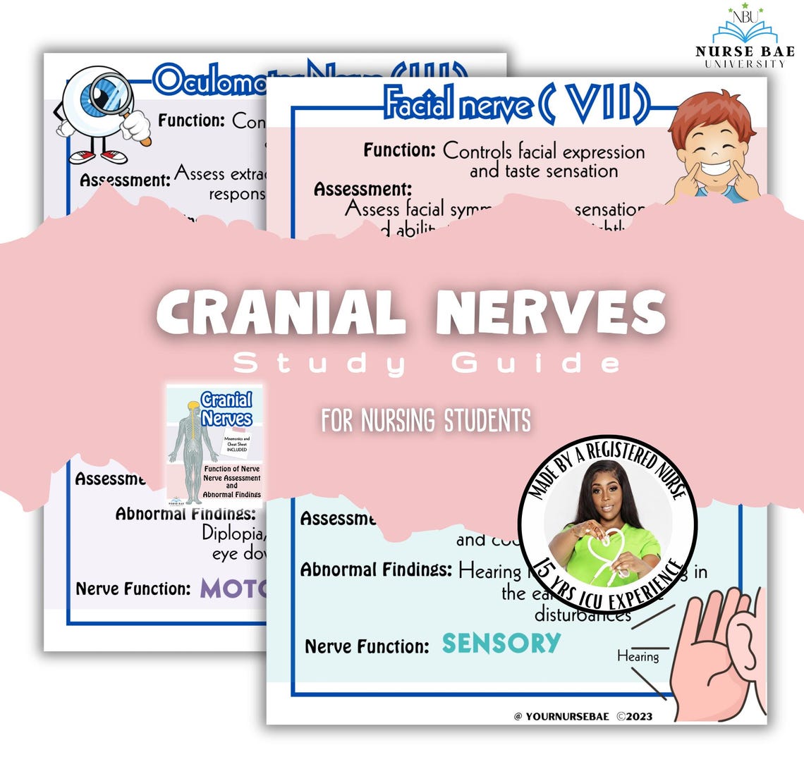 Cranial Nerves Study Guide for Nursing Students - Etsy