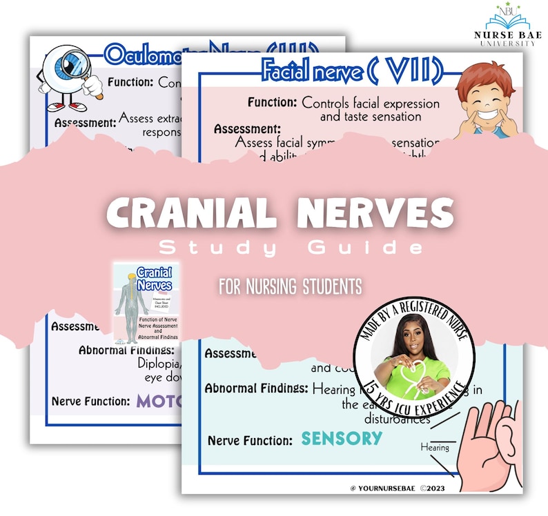 Cranial Nerves Study Guide for Nursing Students - Etsy
