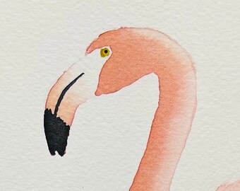Pink Flamingo, orange pink elegant bird, tropical beautiful bird