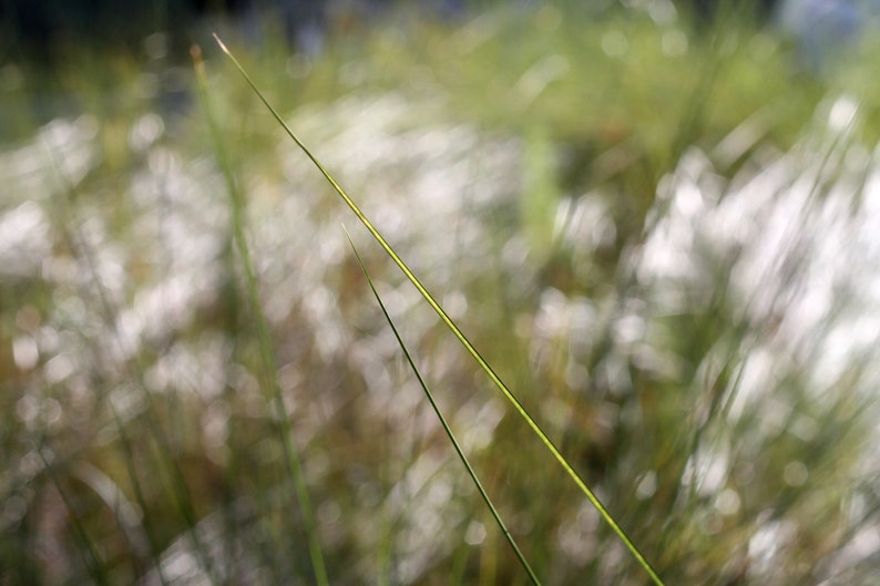 Fine Art Color photo on canvas blade of grass.  image 1