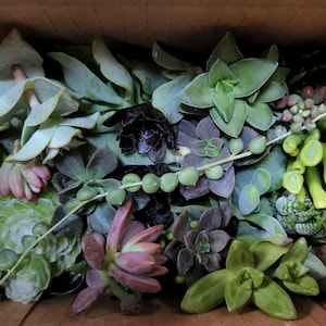 20 assorted succulent cuttings 40 varieties possible image 5