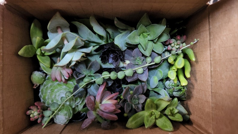 20 assorted succulent cuttings 40 varieties possible image 5