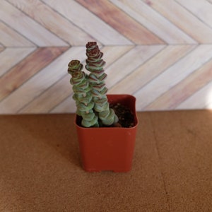 May include: A small succulent plant with green and red leaves growing in a brown plastic pot. The plant is in a stacked formation, resembling a tower.