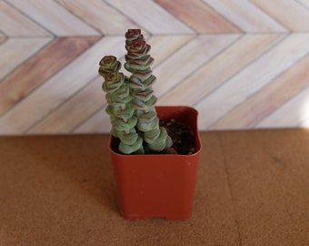 worm plant / baby jade necklace "crassula marnieriana" / drought tolerant plant/ succulent in 2 inch nursery pot