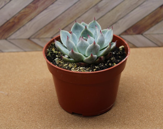 4 inch Echeveria Colorata pot potted and rooted drought tolerant plant for diy projects, party favor, fairy gardens and more
