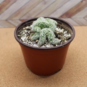 May include: A small, green cactus with a unique, textured appearance, planted in a brown plastic pot. The pot sits on a light brown surface, with a wooden-patterned backdrop. The cactus has a distinctive, irregular shape.