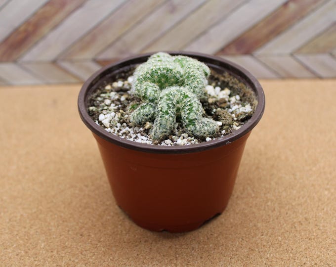 4 inch potted "Brain Cactus" Mammillaria elongata cristata crested |for plant collections, diy projects, party favor, fairy gardens and more