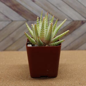 2 Inch Potted Variegated Haworthia fasciata ‘Zebra Plant’