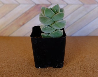 2 inch crassula moonglow succulent - drought tolerant plant