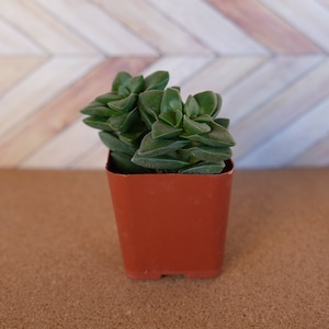 2 inch crassula springtime succulent potted and rooted drought tolerant plant for diy projects, party favor, fairy gardens and more
