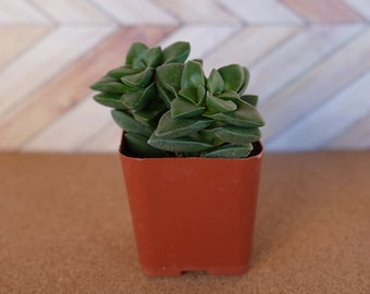 crassula springtime succulent in a 2 inch nursery pot - drought tolerant plant