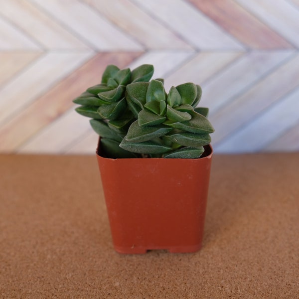 crassula springtime succulent in a 2 inch nursery pot - drought tolerant plant