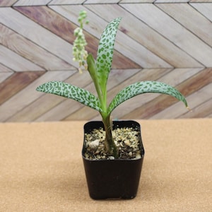 May include: A small potted plant with green leaves speckled with lighter green spots. The plant has a central stem with a cluster of small white flowers. The pot is black and square, set against a light brown surface and a wooden chevron background.