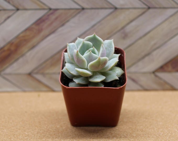2 inch Echeveria Lola pot potted and rooted drought tolerant plant for diy projects, party favor, fairy gardens and more