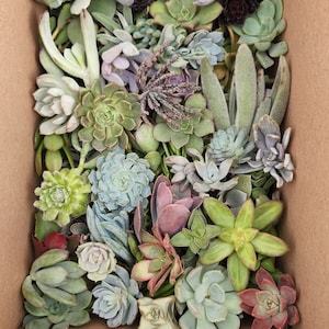 20 assorted succulent cuttings 40 varieties possible image 6