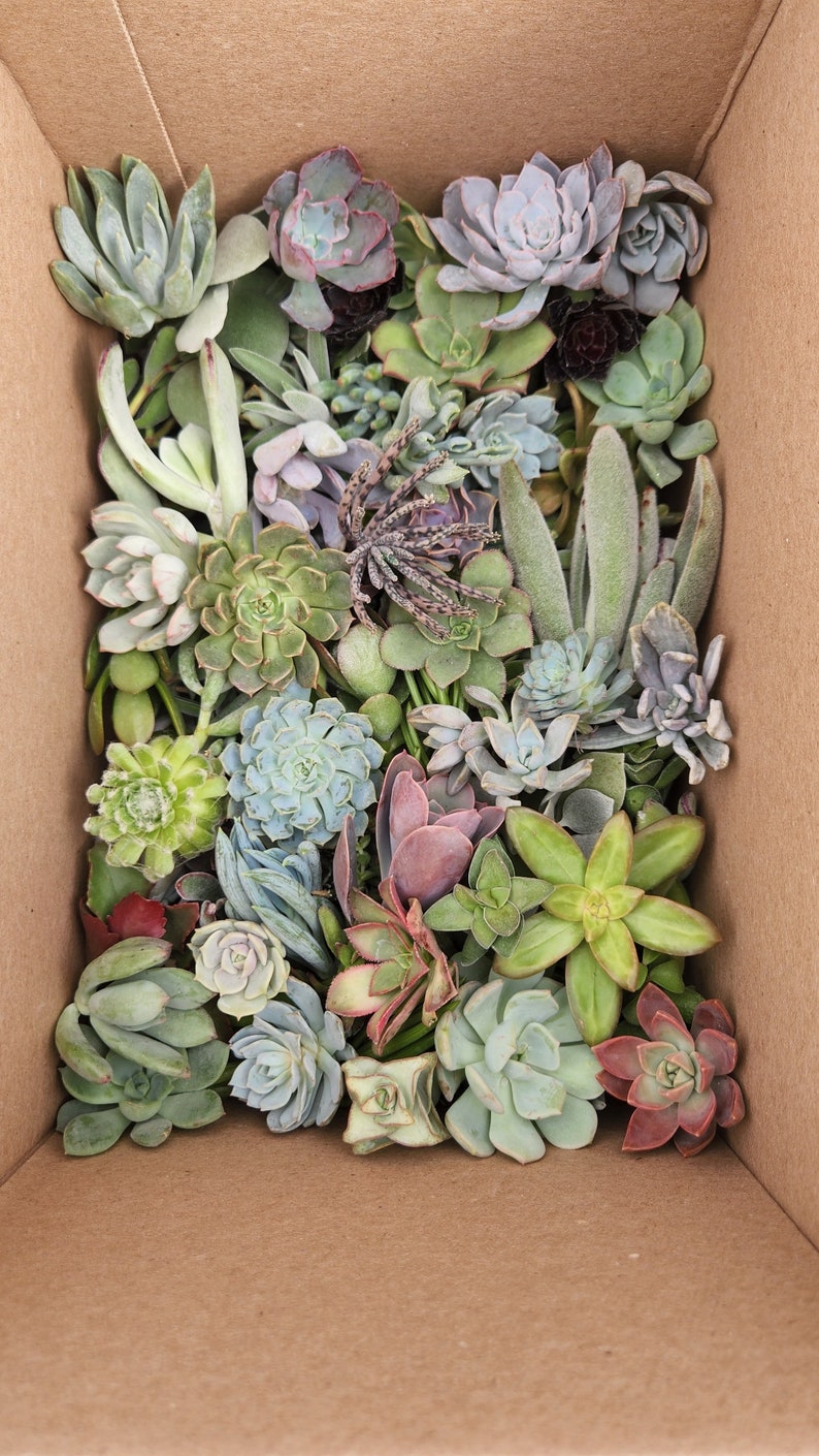 20 assorted succulent cuttings 40 varieties possible image 6